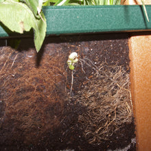Load image into Gallery viewer, PlayMore Design RootView Planter for ecology, environmental and sience learning.